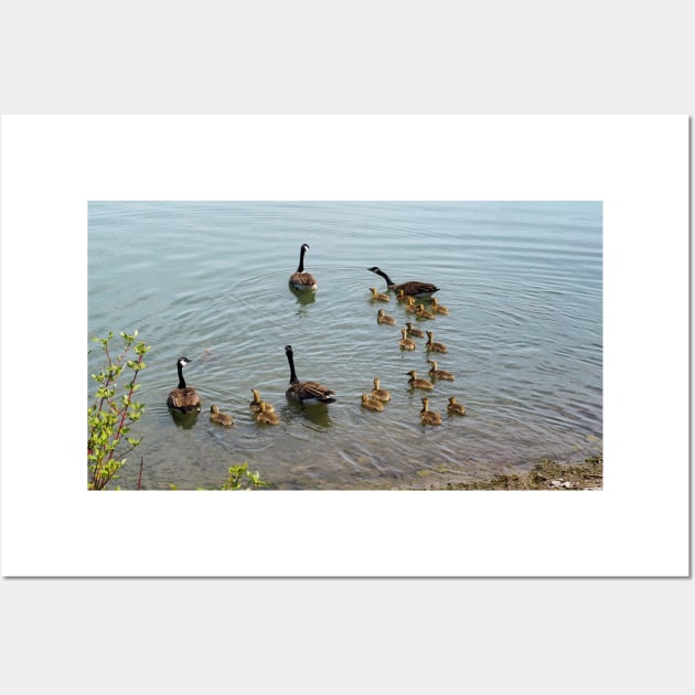 Family Of Canada Geese Swimming In The Water Wall Art by BackyardBirder